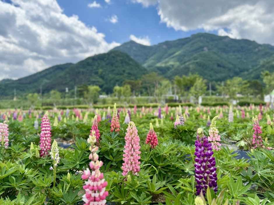 Pocheon Hantangang Garden Festa 5